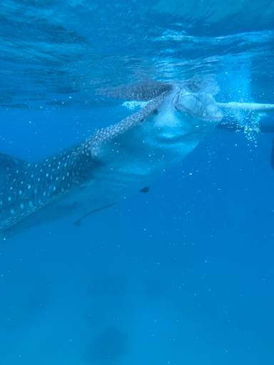 상품-리뷰-이미지